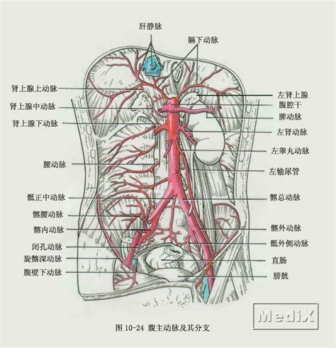 腹主動脈分支口訣